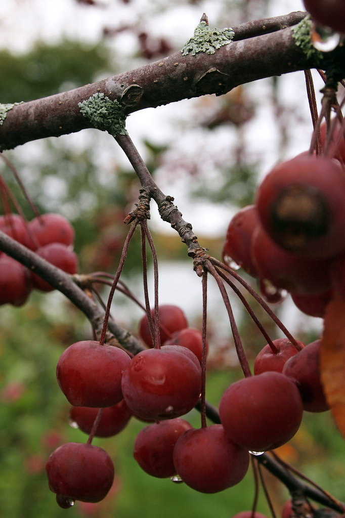 Red Berries at the Lake Winnipesaukee