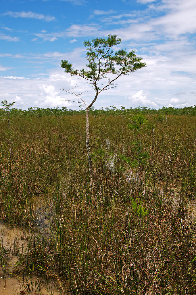 Isolated trees in the swamp