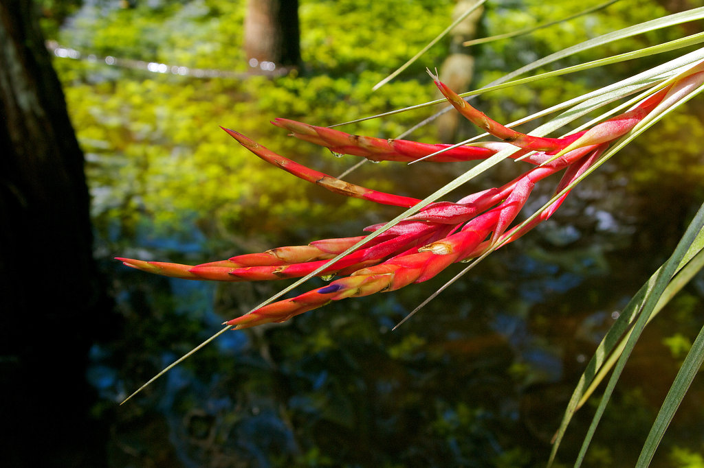 Colorful Vegetation in a mangrove forest