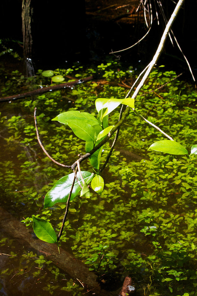 Shades of green in a mangrove forest