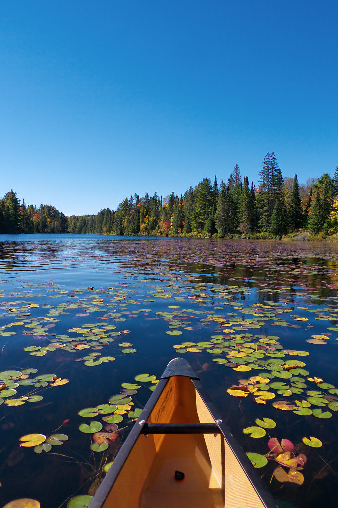 Aquatic fauna at Fawn Lake